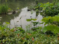 -新江湾城公园