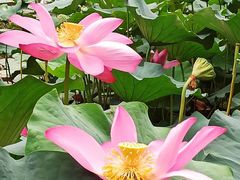 -陈家山荷花公园