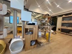 -有喵·猫咖·狗咖·30几只猫10只小狗(岗厦店)