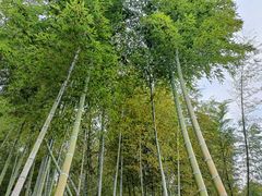 -宁波浙东大竹海景区