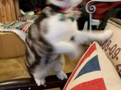 -共舞时光猫咖·狗咖(新街口店)