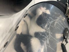 -艾吉宠物医院·疑难杂症转诊中心·猫友好(碧江路院)