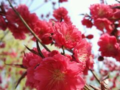 -辛玛王国游乐园