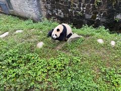 -都江堰中华大熊猫苑