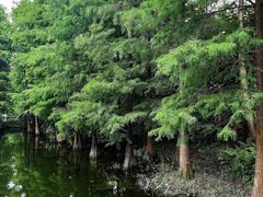 -荔枝公园(福田区)