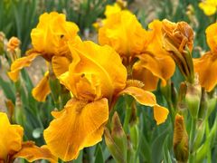 -国家植物园南园