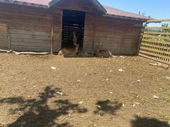 -安德鲁户外烧烤帐篷营地(马泉营店)