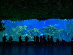 -芜湖新华联大白鲸海洋公园