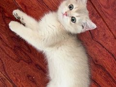 -欣宠猫屋·矮脚拿破仑·蓝金金渐层