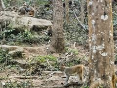 -普洱太阳河森林公园