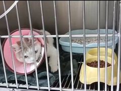 -嘉馨宠物医院·CT影像转诊·心脏科·犬猫全科诊疗中心(下沙大学城院区)