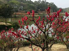 -南国桃园旅游度假区