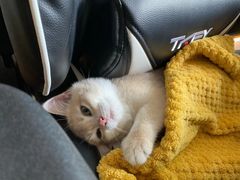 -东方名猫馆·英短金渐层布偶猫舍(环线广场1号楼店)