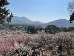 -香雪海