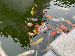 -惠州西湖丰渚园