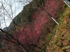 -广州市帽峰山景区