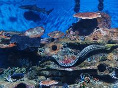 -秦皇岛新澳海底世界
