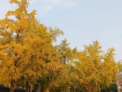 -三里屯东五街银杏大道