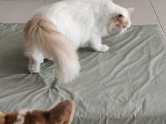 -平行世界·猫咖(首经贸店)