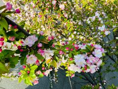 -香妃烤鸡(新奥店)