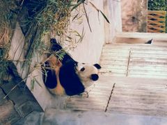 android_upload_pic-成都大熊猫繁育研究基地