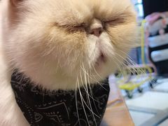 -猫色咖啡·猫咖