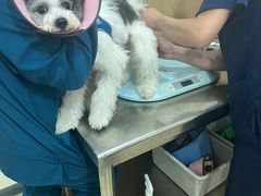 -米苏动物医院·犬猫专科·骨科外科内窥镜