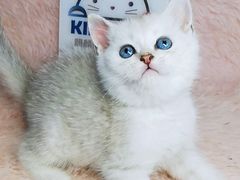 -十年猫舍·猫咪专门店(普陀店)