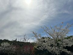 -苏州上方山国家森林公园