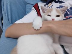 -lincat·猫舍(广州店)