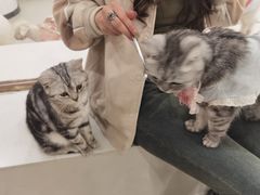 -共舞时光猫咖·狗咖(新街口店)