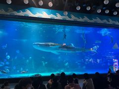 -烟台海昌鲸鲨海洋公园