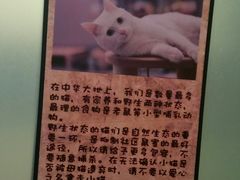 -猫咪博物馆(顶澳仔猫街店)