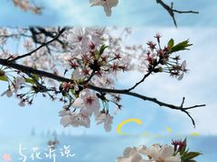 -高东镇樱花园