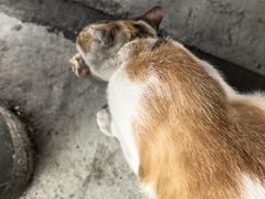 -金瑶池·猪肚鸡·传统冬瓜盅(20年白沙店)