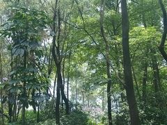 android_upload_pic-三水森林公园