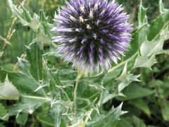 -白草畔自然风景区