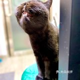 《美甲：猫眼石+金箔+净色》 上次整咗指甲之后