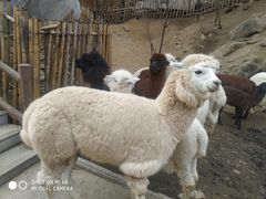 -栾川竹海野生动物园