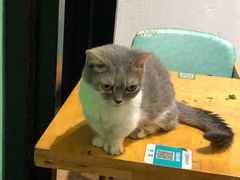 -猫色咖啡·猫咖