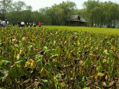 -溱湖国家湿地公园