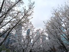 -西北湖绿化广场