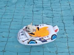-趣玩宠物乐园寄养训犬训狗游泳池