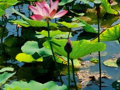 -天津东丽湖风景区