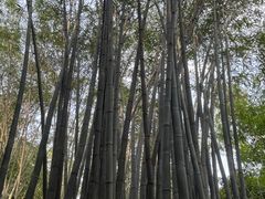 -望江楼公园