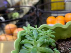 -CoCo都可(香港名都店)