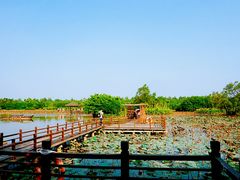 -大湾区中央湿地公园