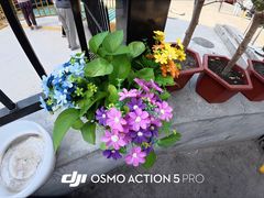 -胖子鱼·油泼甘谷辣子炝活鱼(秦州407店)