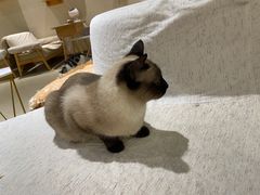 -藏猫猫咖啡主题馆(中央大道店)