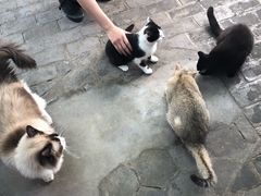 -喵屿·大理花园猫咖